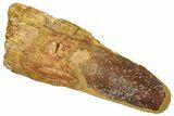 Fossil Spinosaurus Tooth - Real Dinosaur Tooth #329661-1